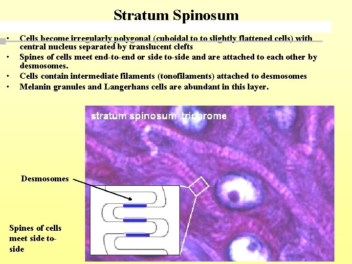 Stratum Spinosum • • Cells become irregularly polygonal (cuboidal to to slightly flattened cells)