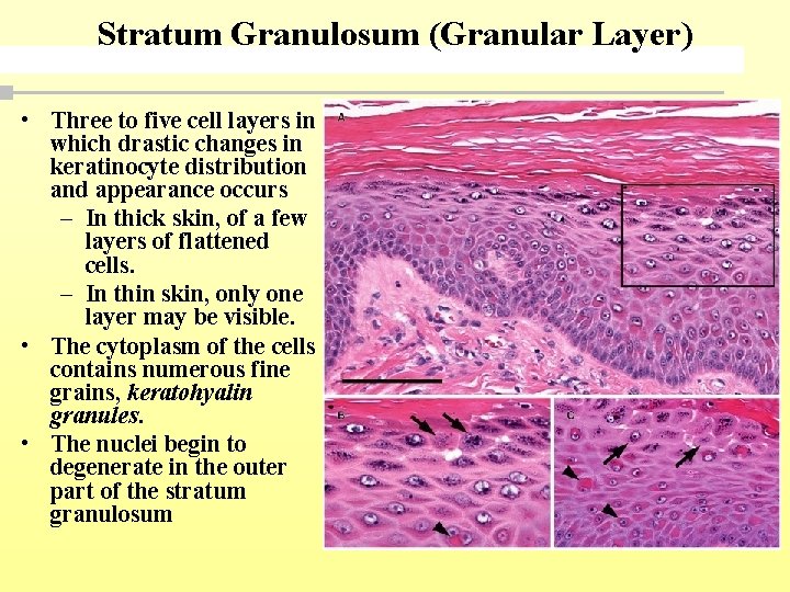 Stratum Granulosum (Granular Layer) • Three to five cell layers in which drastic changes