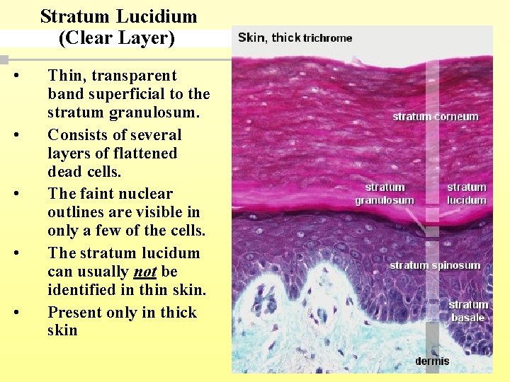  Stratum Lucidium (Clear Layer) • • • Thin, transparent band superficial to the