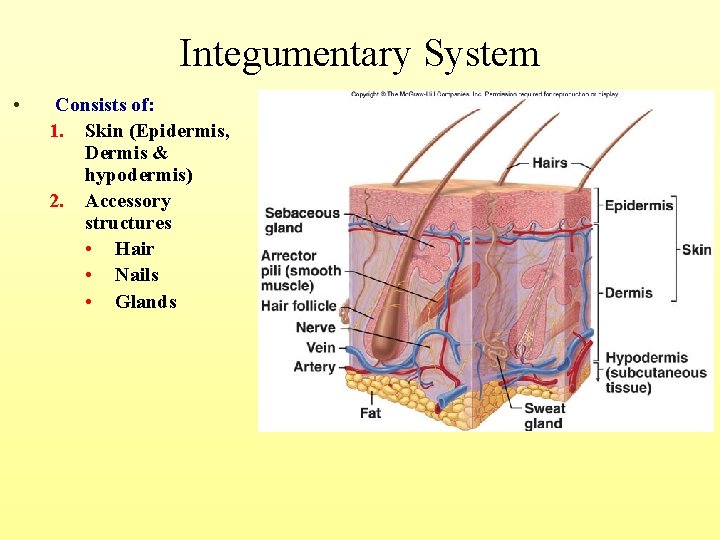 Integumentary System • Consists of: 1. Skin (Epidermis, Dermis & hypodermis) 2. Accessory structures