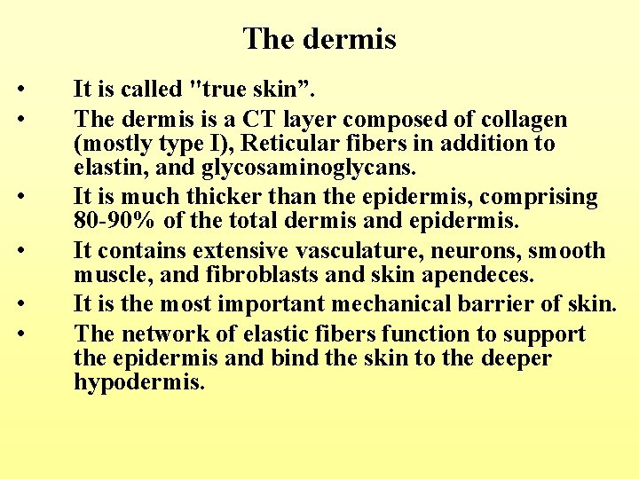 The dermis • • • It is called "true skin”. The dermis is a