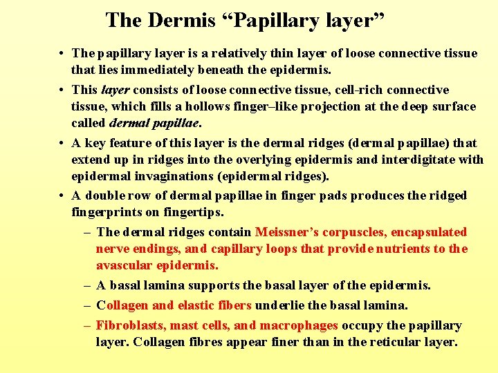 The Dermis “Papillary layer” • The papillary layer is a relatively thin layer of