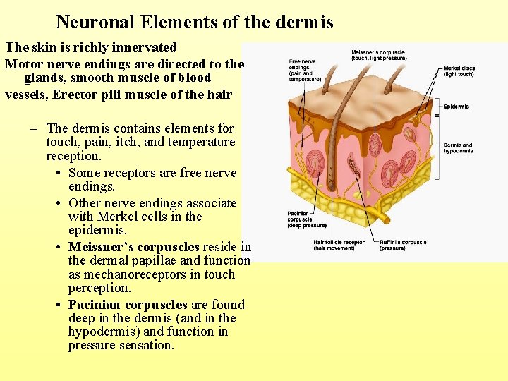 Neuronal Elements of the dermis The skin is richly innervated Motor nerve endings are