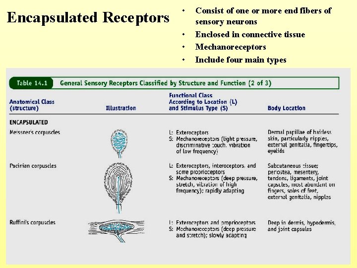 Encapsulated Receptors • • Consist of one or more end fibers of sensory neurons