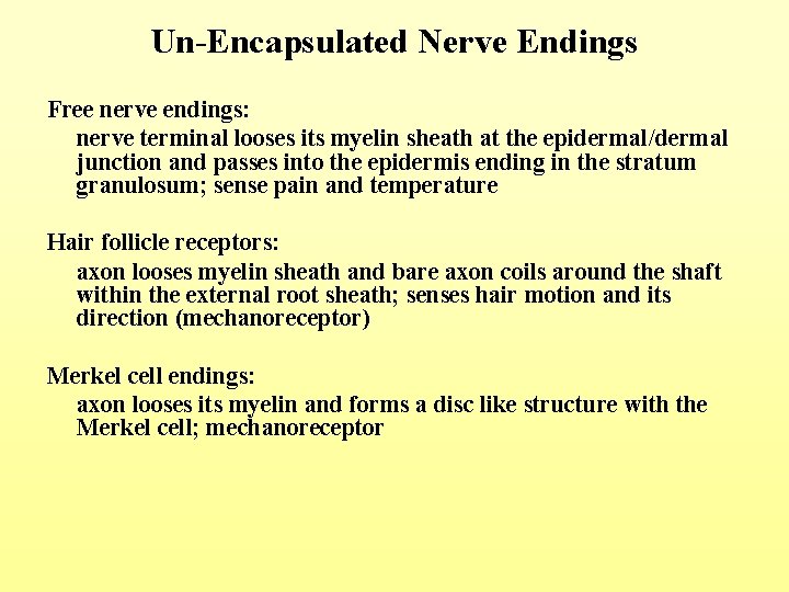 Un-Encapsulated Nerve Endings Free nerve endings: nerve terminal looses its myelin sheath at the