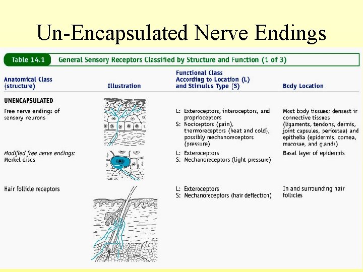 Un-Encapsulated Nerve Endings 5 -34 