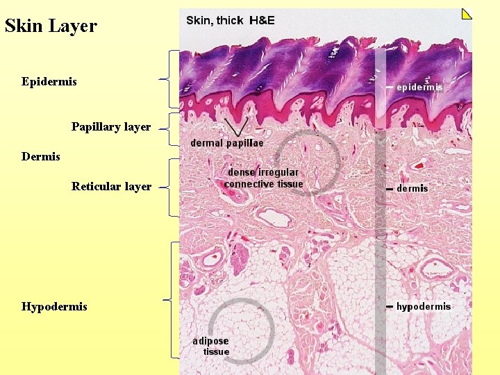 Skin Layer Epidermis Papillary layer Dermis Reticular layer Hypodermis 