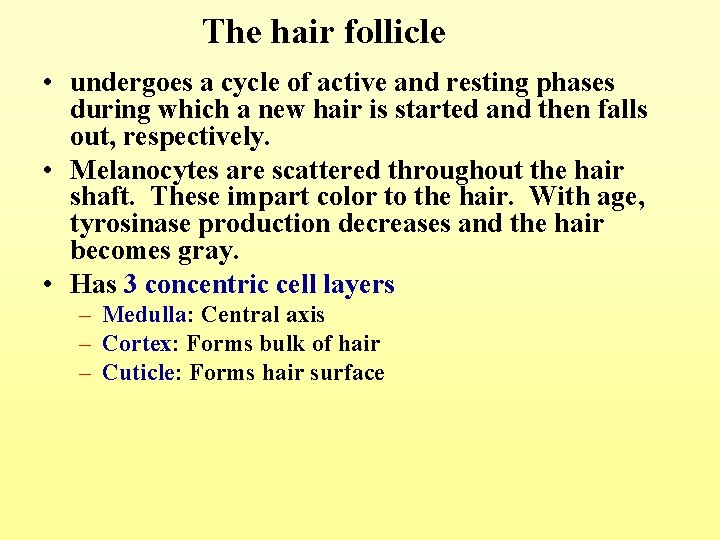 The hair follicle • undergoes a cycle of active and resting phases during which