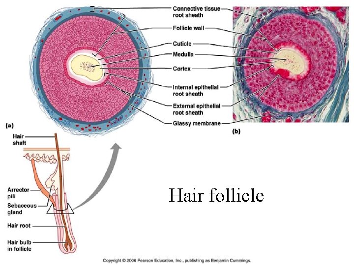 Hair follicle 5 -42 