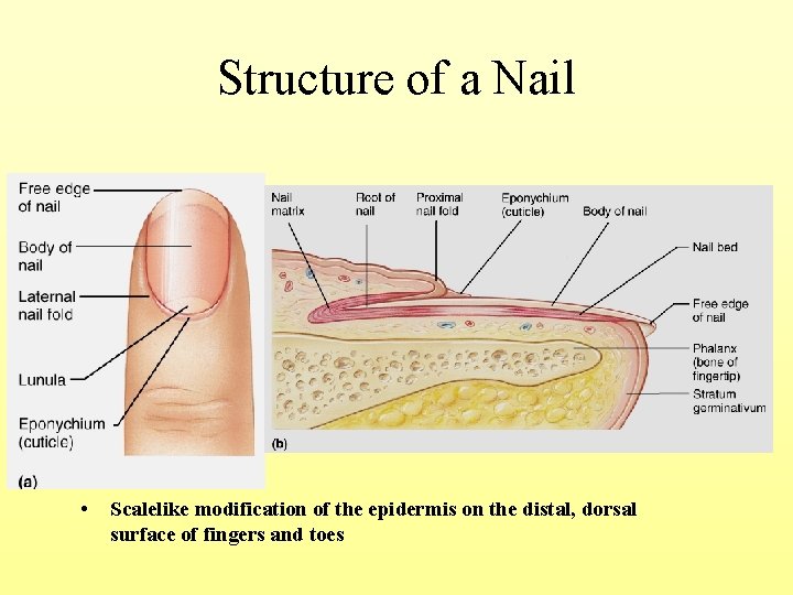 Structure of a Nail • Scalelike modification of the epidermis on the distal, dorsal
