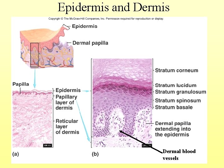 Epidermis and Dermis Dermal blood vessels 