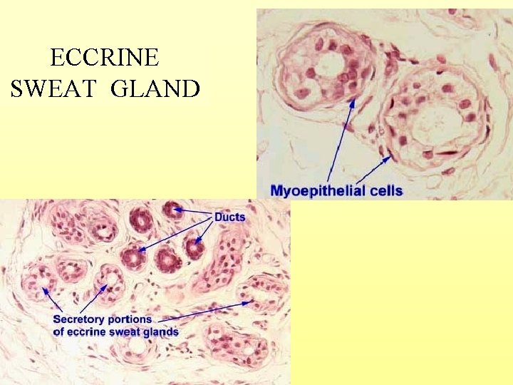 ECCRINE SWEAT GLAND 