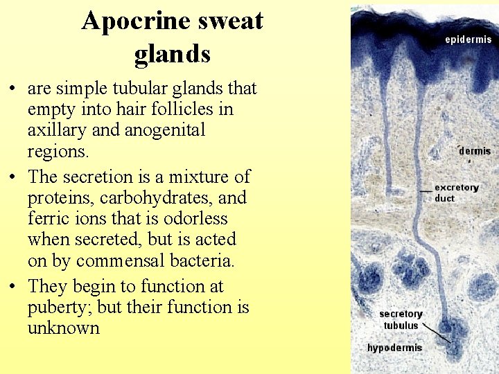 Apocrine sweat glands • are simple tubular glands that empty into hair follicles in