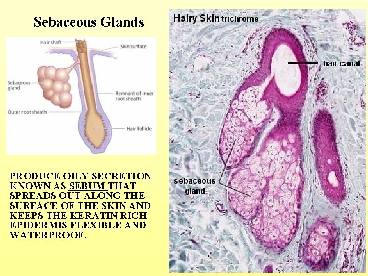 Sebaceous Glands PRODUCE OILY SECRETION KNOWN AS SEBUM THAT SPREADS OUT ALONG THE SURFACE