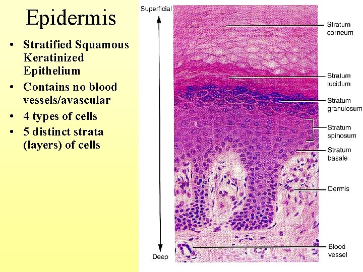 Epidermis • Stratified Squamous Keratinized Epithelium • Contains no blood vessels/avascular • 4 types