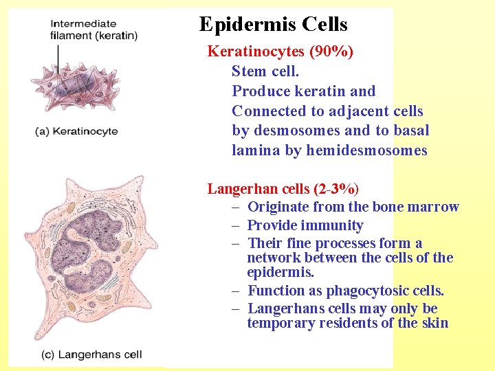 Epidermis Cells Keratinocytes (90%) Stem cell. Produce keratin and Connected to adjacent cells by