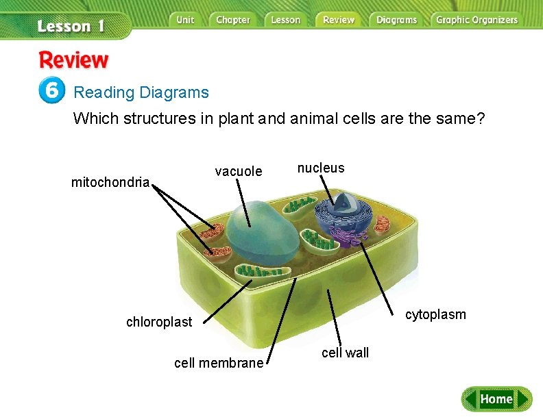 Review Reading Diagrams Which structures in plant and animal cells are the same? vacuole