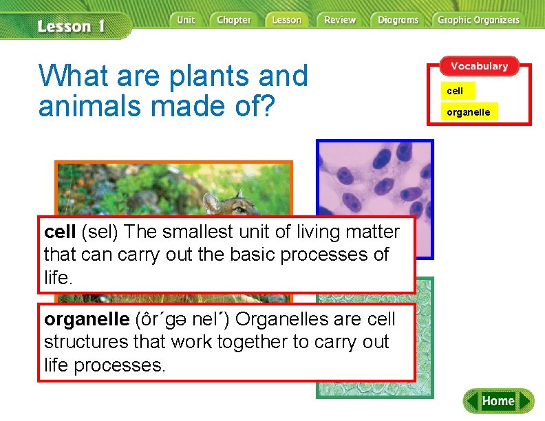 What are plants and animals made of? cell (sel) The smallest unit of living