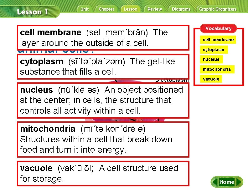 cell membrane (selorganelles mem´brān) Thein What are the layer around the outside of a