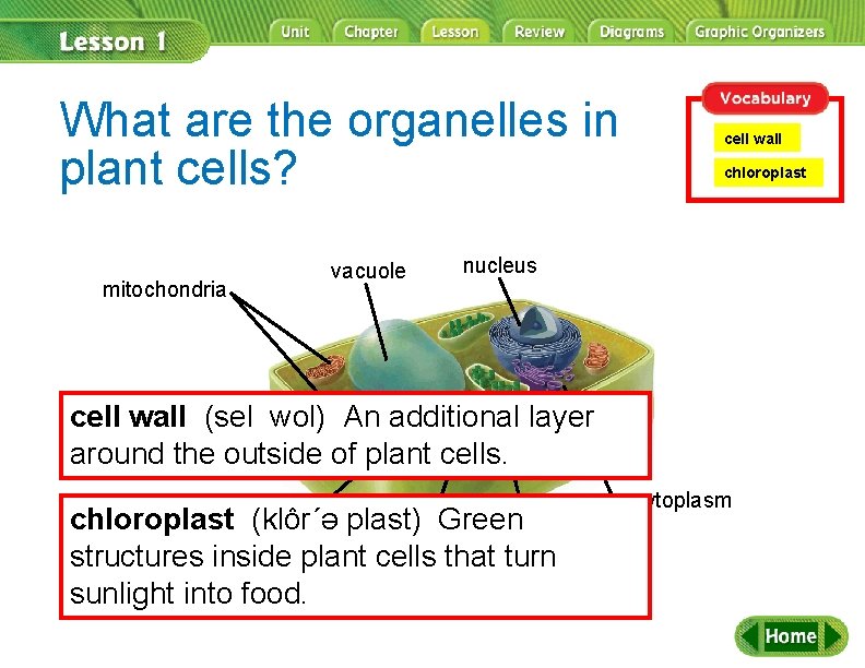 What are the organelles in plant cells? mitochondria vacuole cell wall chloroplast nucleus cell