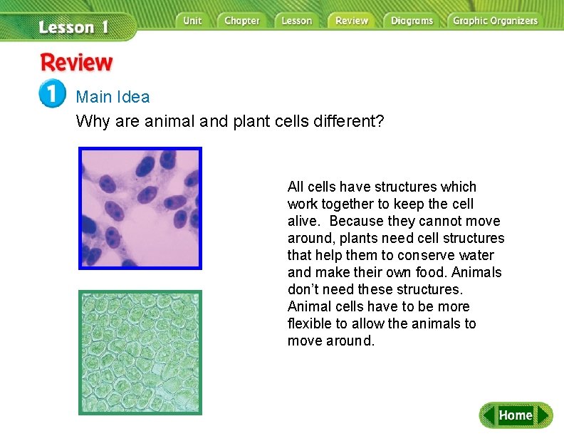 Review Main Idea Why are animal and plant cells different? All cells have structures