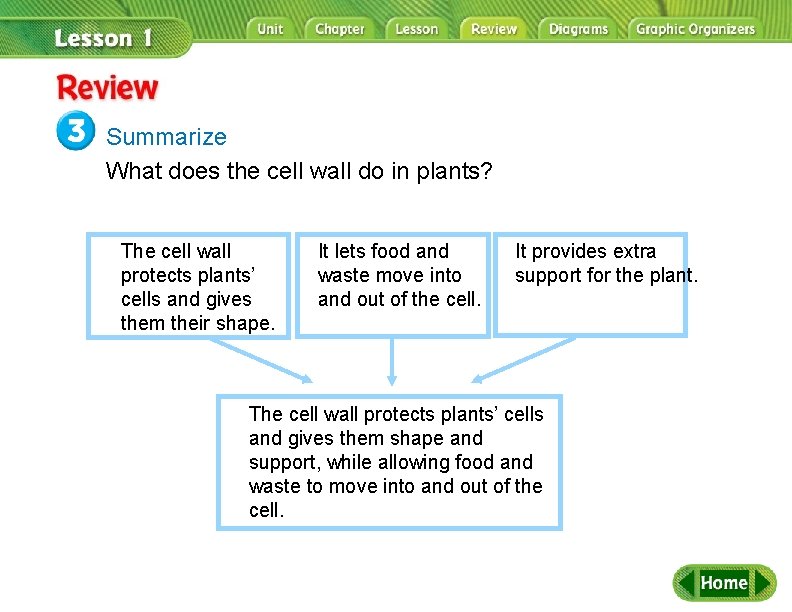 Review Summarize What does the cell wall do in plants? The cell wall protects