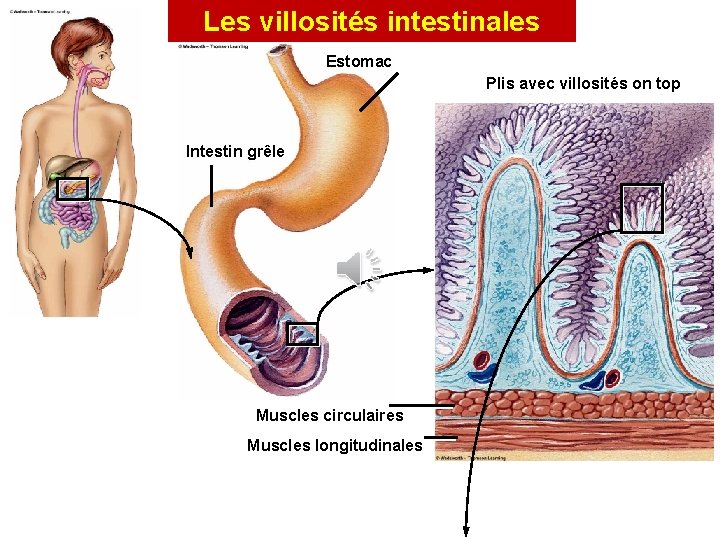 Les villosités intestinales Estomac Plis avec villosités on top Intestin grêle Muscles circulaires Muscles