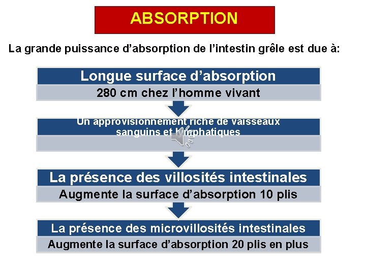 ABSORPTION La grande puissance d’absorption de l’intestin grêle est due à: Longue surface d’absorption