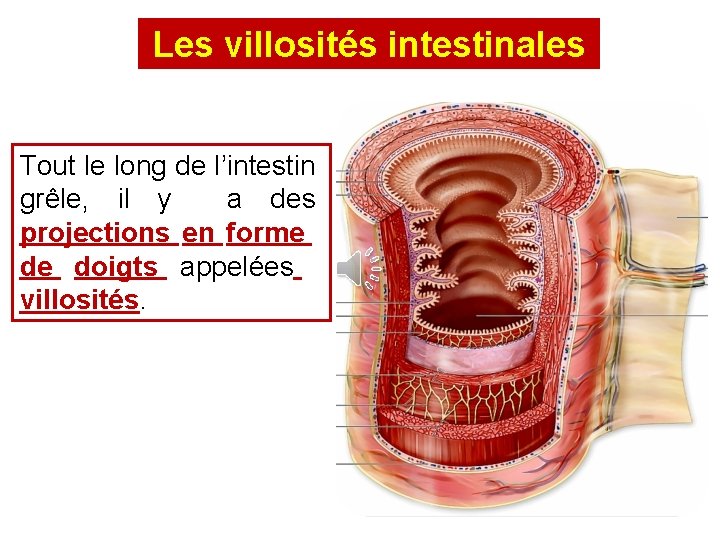 Les villosités intestinales Tout le long de l’intestin grêle, il y a des projections