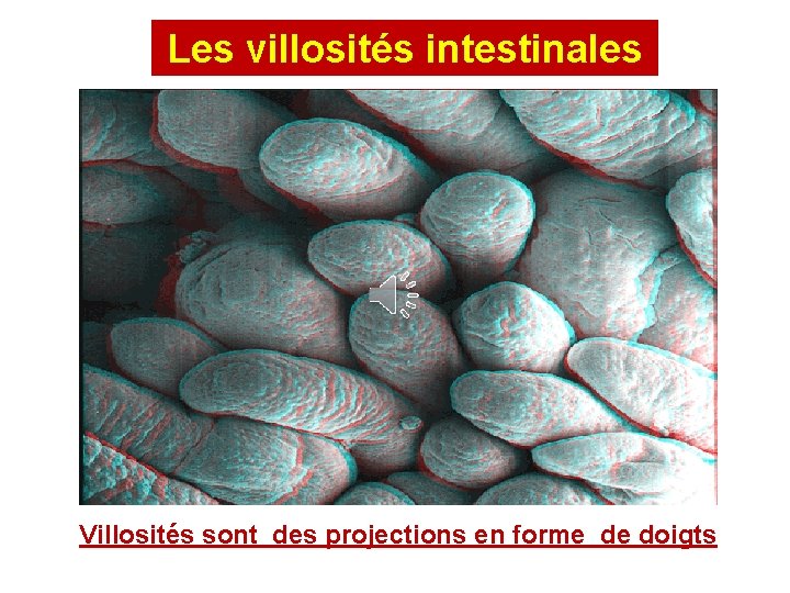 Les villosités intestinales Villosités sont des projections en forme de doigts 