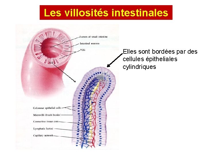 Les villosités intestinales Elles sont bordées par des cellules épitheliales cylindriques 