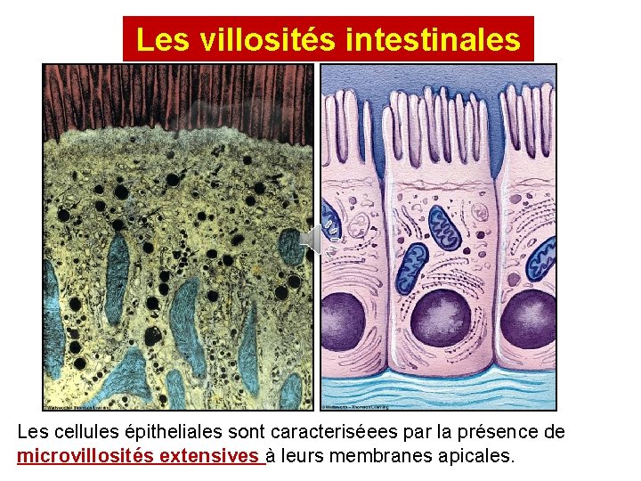 Les villosités intestinales Les cellules épitheliales sont caracteriséees par la présence de microvillosités extensives