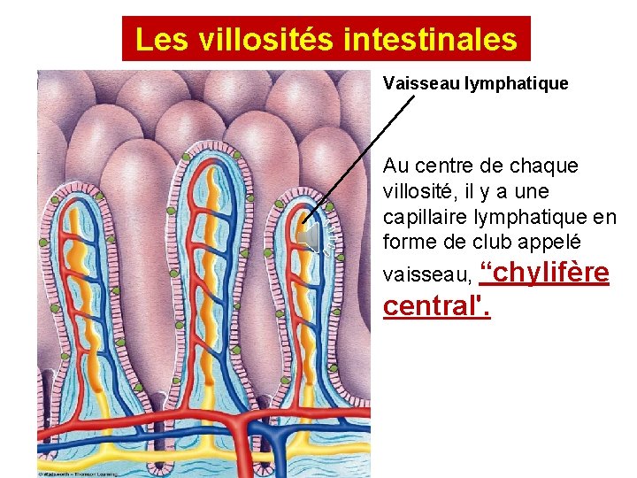 Les villosités intestinales Vaisseau lymphatique Au centre de chaque villosité, il y a une