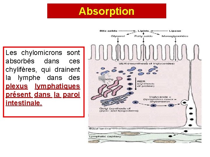 Absorption Les chylomicrons sont absorbés dans ces chylifères, qui drainent la lymphe dans des