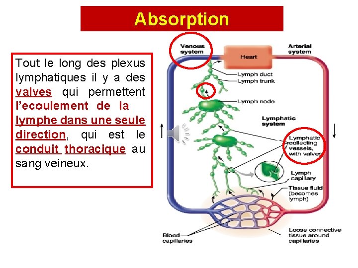 Absorption Tout le long des plexus lymphatiques il y a des valves qui permettent