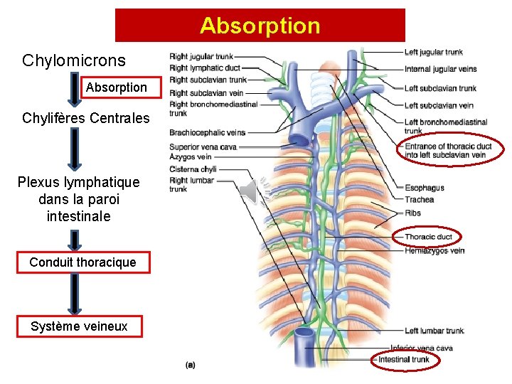 Absorption Chylomicrons Absorption Chylifères Centrales Plexus lymphatique dans la paroi intestinale Conduit thoracique Système