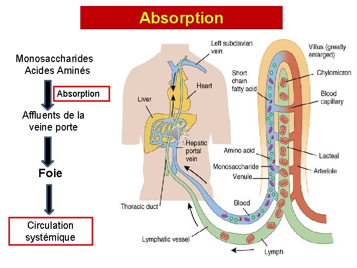 Absorption Monosaccharides Acides Aminés Absorption Affluents de la veine porte Foie Circulation systémique 