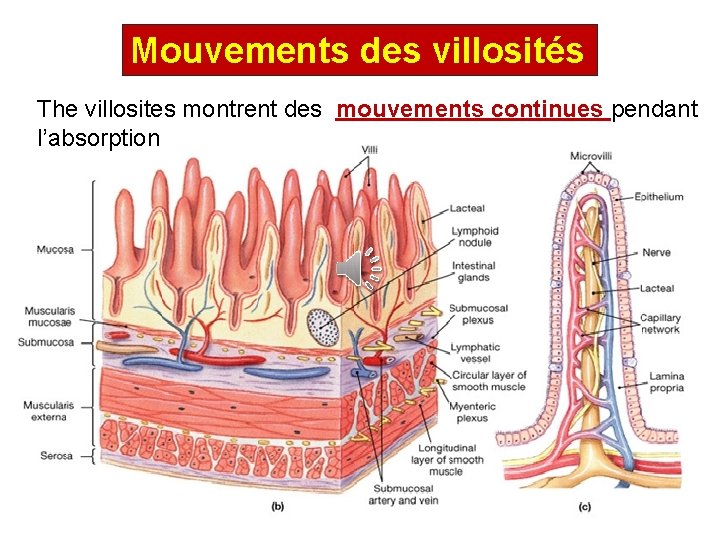 Mouvements des villosités The villosites montrent des mouvements continues pendant l’absorption 