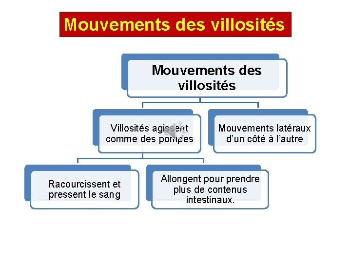 Mouvements des villosités Villosités agissent comme des pompes Racourcissent et pressent le sang Mouvements