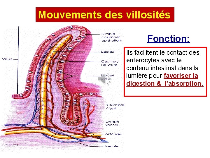 Mouvements des villosités Fonction: Ils facilitent le contact des entérocytes avec le contenu intestinal