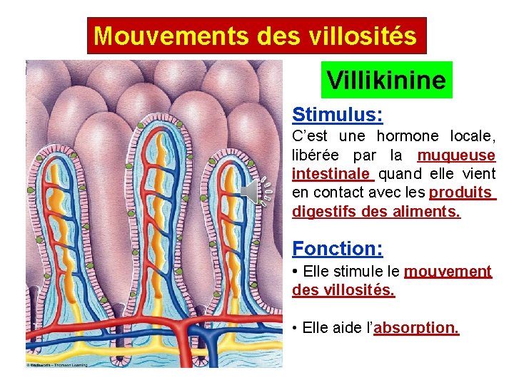 Mouvements des villosités Villikinine Stimulus: C’est une hormone locale, libérée par la muqueuse intestinale