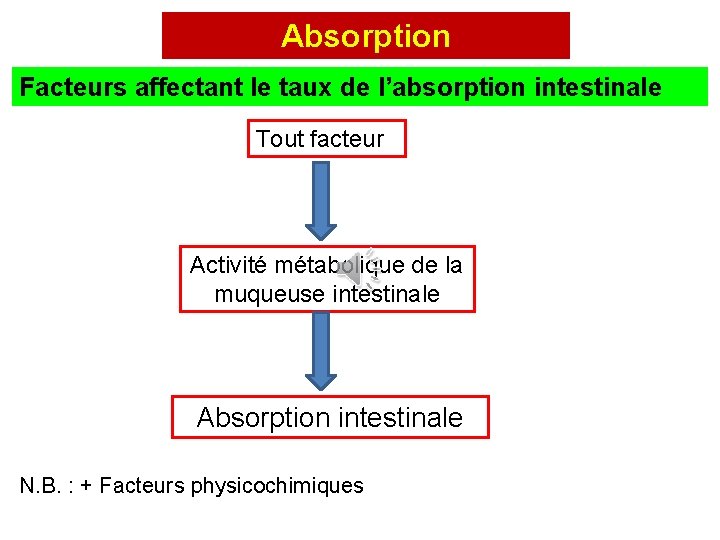 Absorption Facteurs affectant le taux de l’absorption intestinale Tout facteur Activité métabolique de la