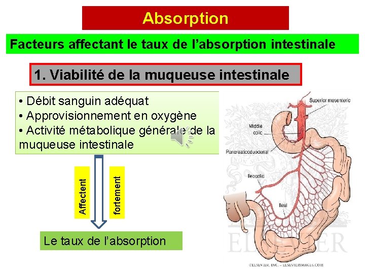 Absorption Facteurs affectant le taux de l’absorption intestinale 1. Viabilité de la muqueuse intestinale