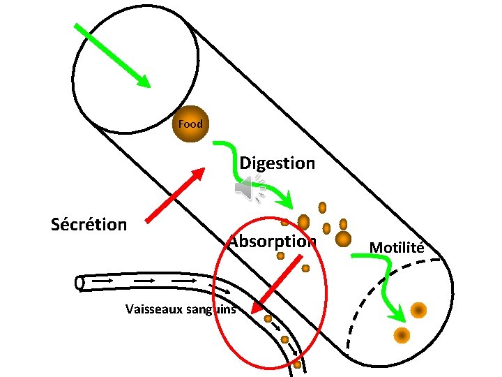 Food Digestion Sécrétion Absorption Vaisseaux sanguins Motilité 