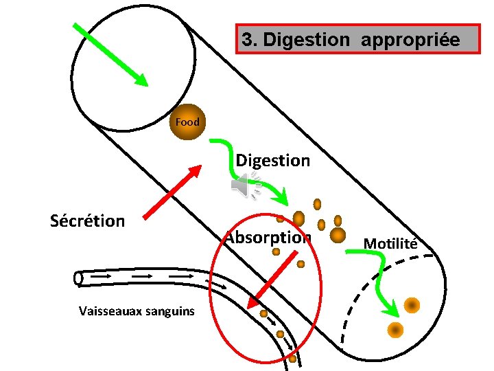 3. Digestion appropriée Food Digestion Sécrétion Vaisseauax sanguins Absorption Motilité 