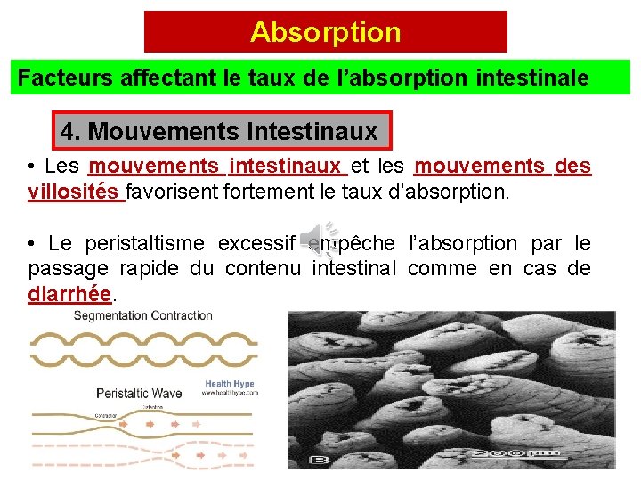 Absorption Facteurs affectant le taux de l’absorption intestinale 4. Mouvements Intestinaux • Les mouvements