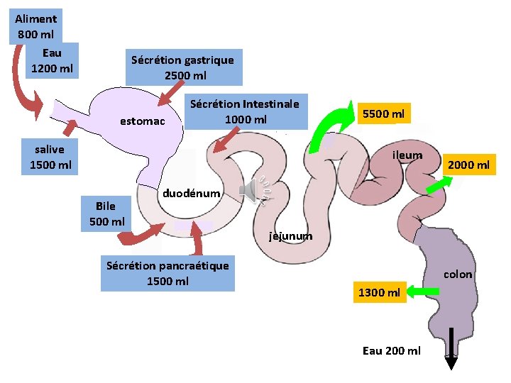 Aliment 800 ml Eau 1200 ml Sécrétion gastrique 2500 ml estomac Sécrétion Intestinale 1000