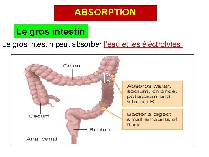 ABSORPTION Le gros intestin peut absorber l’eau et les éléctrolytes. 