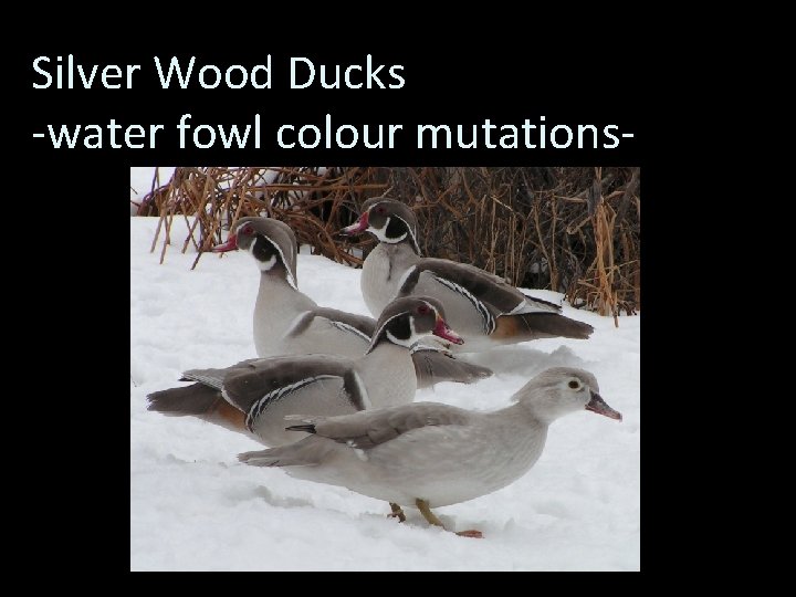 Silver Wood Ducks -water fowl colour mutations- 