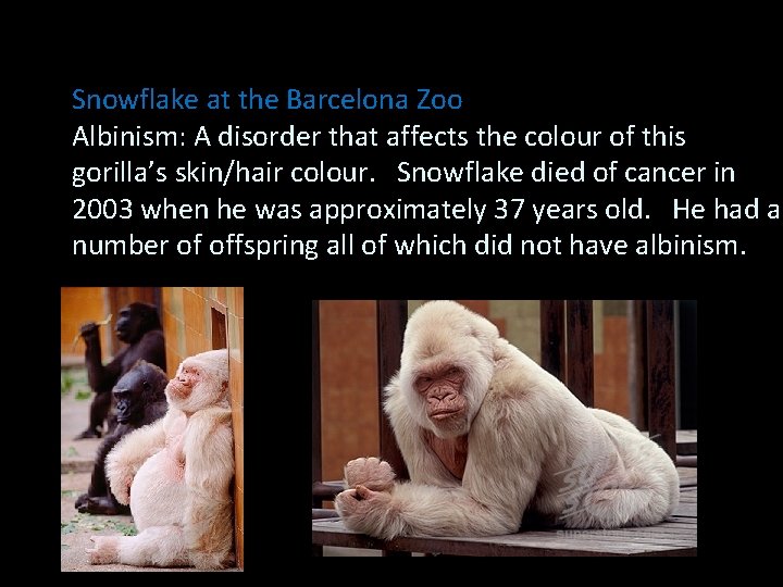 Snowflake at the Barcelona Zoo Albinism: A disorder that affects the colour of this